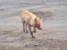 Голодная лиса покусала собак в Ростовской области