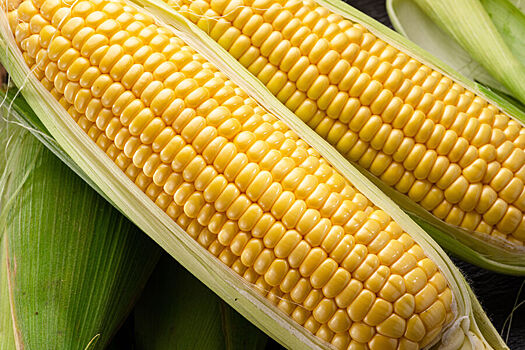 Ветеринары предупредили об опасности кукурузных початков для собак