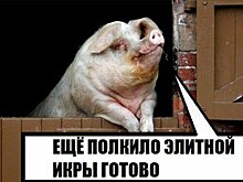 Начата доследственная проверка после изъятия упакованной в свинарнике чёрной икры