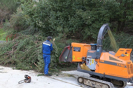 В Сочи свыше двух тысяч живых елок отправили на переработку