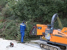 В Сочи свыше двух тысяч живых елок отправили на переработку