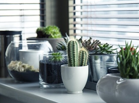 Новые выводы ученых о растениях: Они разумны!