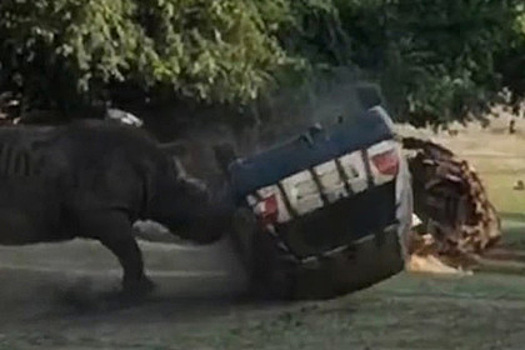 Разъяренный носорог перевернул машину с женщиной за рулем