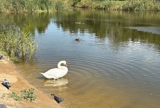 Омичи бьют тревогу из-за вмерзшего в озеро лебедя