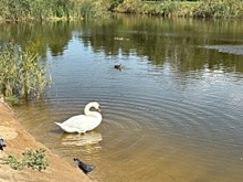 Омичи бьют тревогу из-за вмерзшего в озеро лебедя