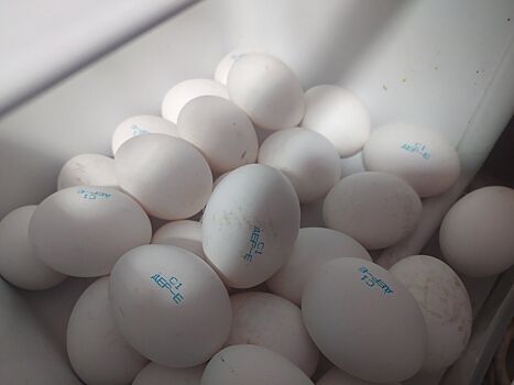 Костромичи не съедают столько яиц, сколько производят местные птицефабрики