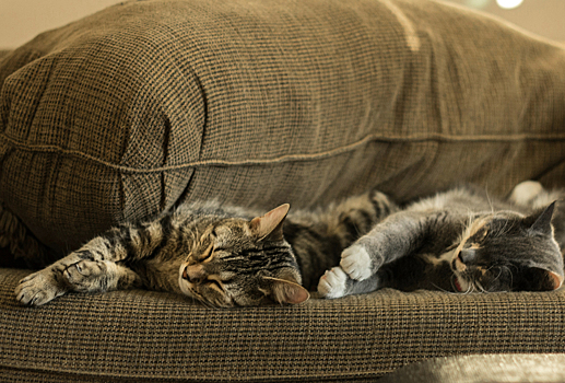 Двух кошек в Москве замуровали при ремонте труб