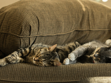 Двух кошек в Москве замуровали при ремонте труб