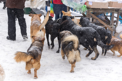 Глава Бурятии поручил усилить отлов собак после нападения стаи на жительницу Улан-Удэ