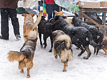 Глава Бурятии поручил усилить отлов собак после нападения стаи на жительницу Улан-Удэ