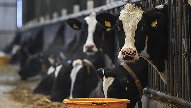 Инвестор построит под Пензой молочную ферму с элеватором за 4,5 млрд рублей