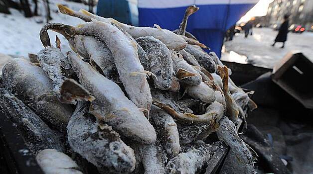 ФСБ пресекла незаконный оборот рыбы на 400 миллионов рублей