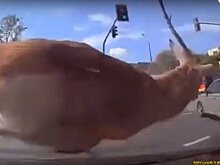 Видео: Взбесившийся олень устроил погром в парикмахерской Нью-Йорка