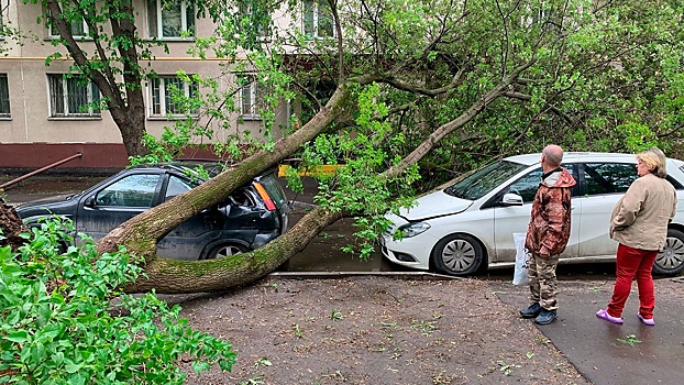 Московские власти рассказали о последствиях урагана в городе