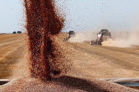 В России вырастет производство сахара, фундука и пшеницы
