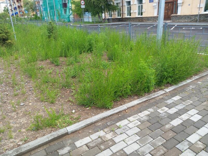 Продолжается скос травы на газонах Читы