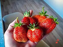 Как ухаживать за клубникой после сбора ягод