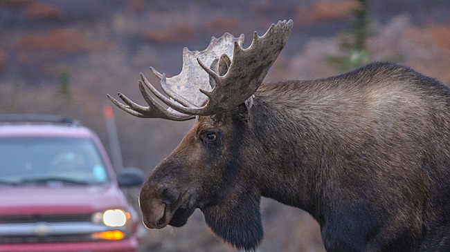 Штраф за сбитого лося на дороге: какой размер ответственности предусмотрен