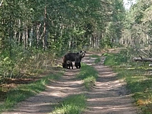 Жители двух поселков под Миассом столкнулись с голодными медведями