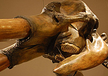 Потрогать зуб мамонта можно бесплатно в Дарвиновском музее по проездному столичного метро с 27 марта