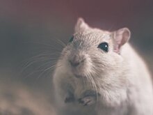Ветеринар рекомендовал в год Крысы не покупать грызунов спонтанно и напомнил об их активности по ночам