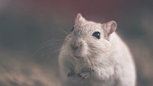 Ветеринар рекомендовал в год Крысы не покупать грызунов спонтанно и напомнил об их активности по ночам