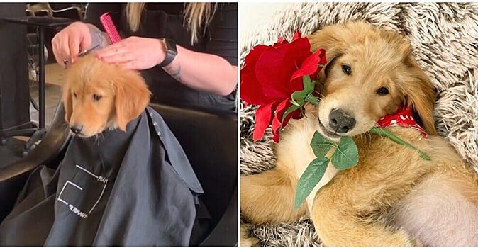 Щенок вместе со своей хозяйкой оказался в парикмахерском кресле и ему это понравилось