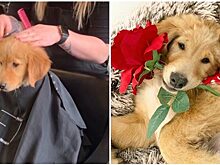 Щенок вместе со своей хозяйкой оказался в парикмахерском кресле и ему это понравилось