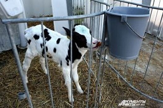 Животноводы Новосибирской области уничтожают молоко и мясо коров