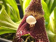 Уникальная орхидея-вампир расцвела в московском «Аптекарском огороде»