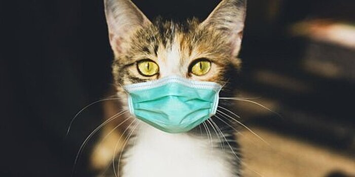 В Швейцарии выявили первый случай заражения домашней кошки коронавирусом