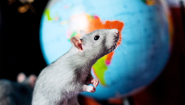 Что будет, если пересадить мозг человека крысе