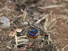 Шведский соловей