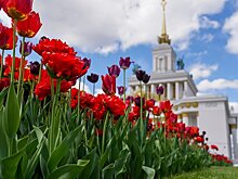 В Москве высадили 35 миллионов однолетних цветов