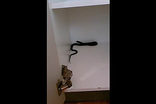 Мужчина разбирал вещи и нашел в шкафу ядовитую змею