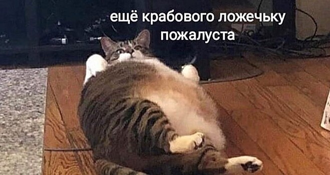 20 фотографий котиков, вы увидите, как они празднуют Новый год