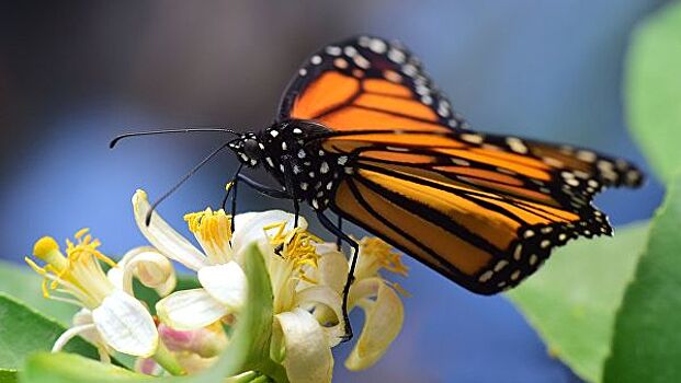 Кризис монарха. В США исчезают бабочки