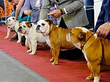 Парламент Петербурга решит, как жителям содержать и выгуливать питомцев