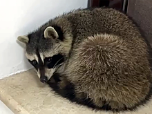 В грозненском вузе поймали енота-«студента»