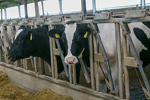 В Новосибирской области 6 тысяч коров отправили на убой из-за лейкоза КРС