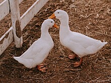 Компания группы «Черкизово» выкупила челябинское предприятие «Утиные фермы»