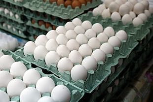 Инвестор вложит €10 млн в завод по переработке яйца в Калининградской области