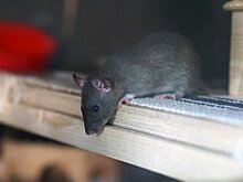Управляющую компанию из Ижевска оштрафовали за грызунов возле мусорных баков