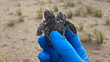 На пляже в США нашли уникальное двухголовое существо