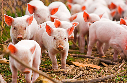 AVG Capital Partners может построить свиноводческую ферму в Хэйхэ