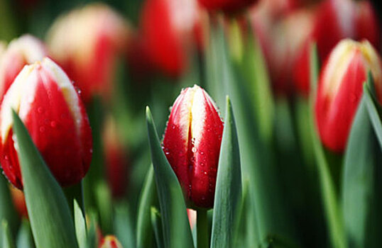 Цены на цветы накануне 8 марта вырастут до 50%