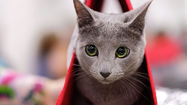 Ученые: кошки знают свои клички