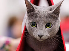 Ученые: кошки знают свои клички