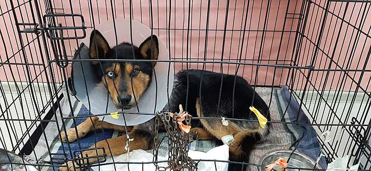 В Удмуртии объявили награду за помощь в поимке живодера