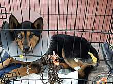 В Удмуртии объявили награду за помощь в поимке живодера